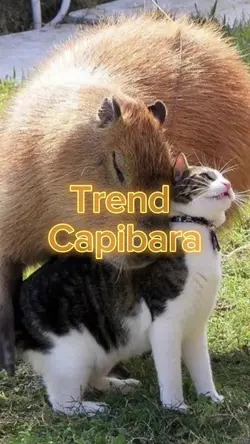 Trend Capibara 
