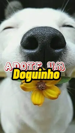 adote um doguinho 