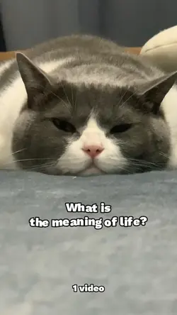 Meaning of life