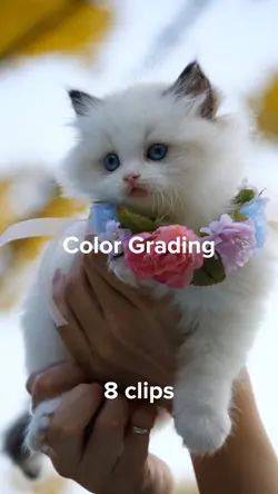 Color grading 🐱