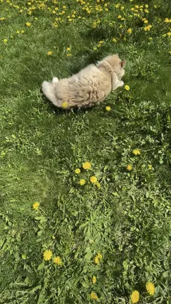 Dandelions 💛