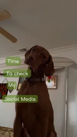 CheckMySocialMedia📱