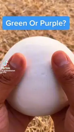 Guess the thing