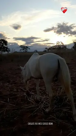 td 1 som d vaquejada