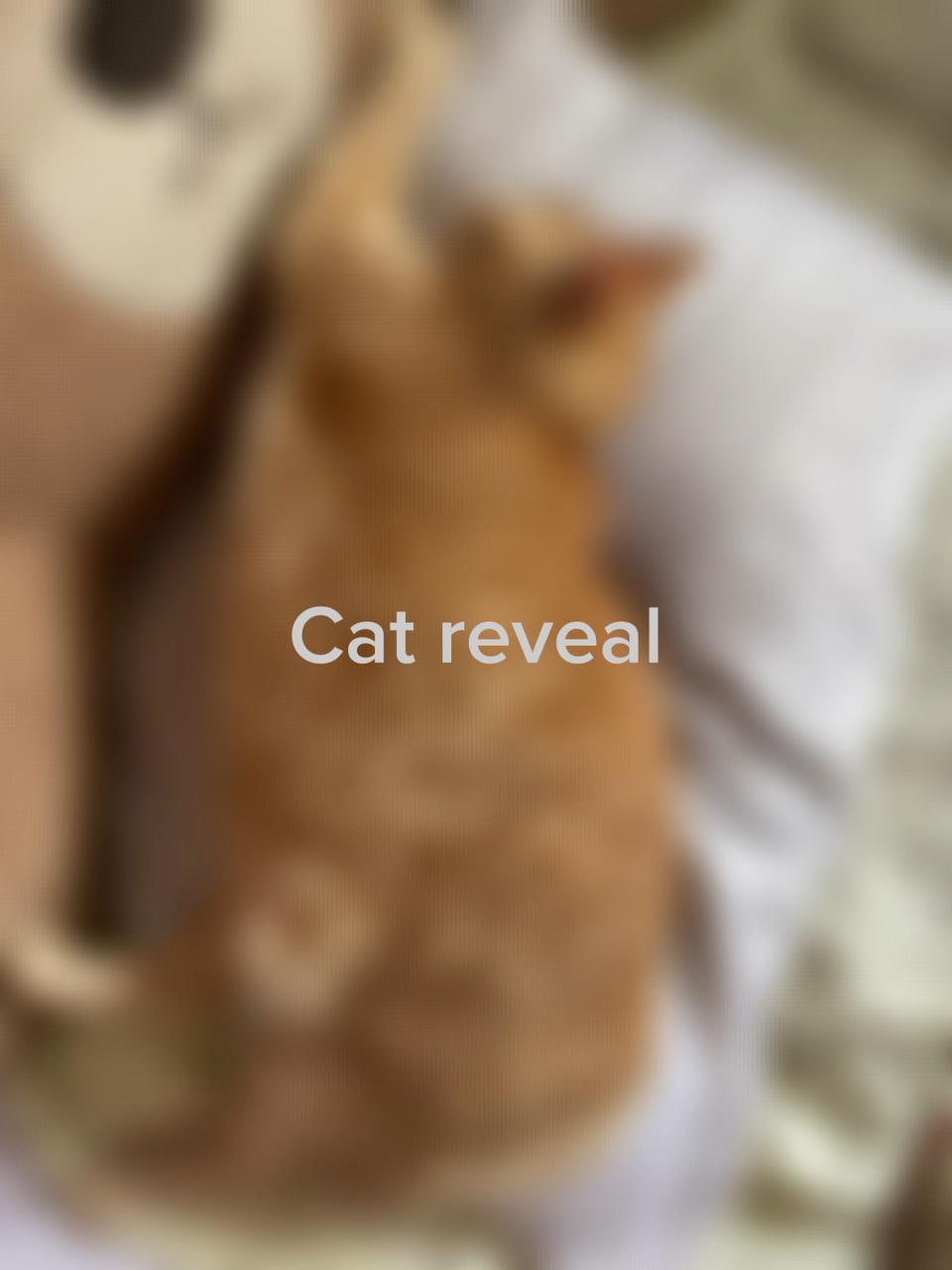 Kedi ortaya