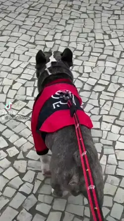 Meu pet fía da p*t@