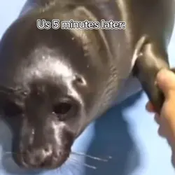 Seal Handshake!!!