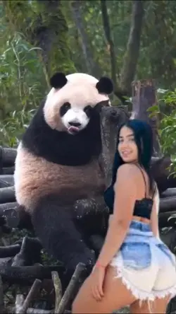urso panda 