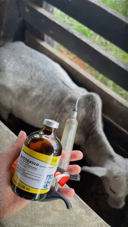 Medicina veterinária