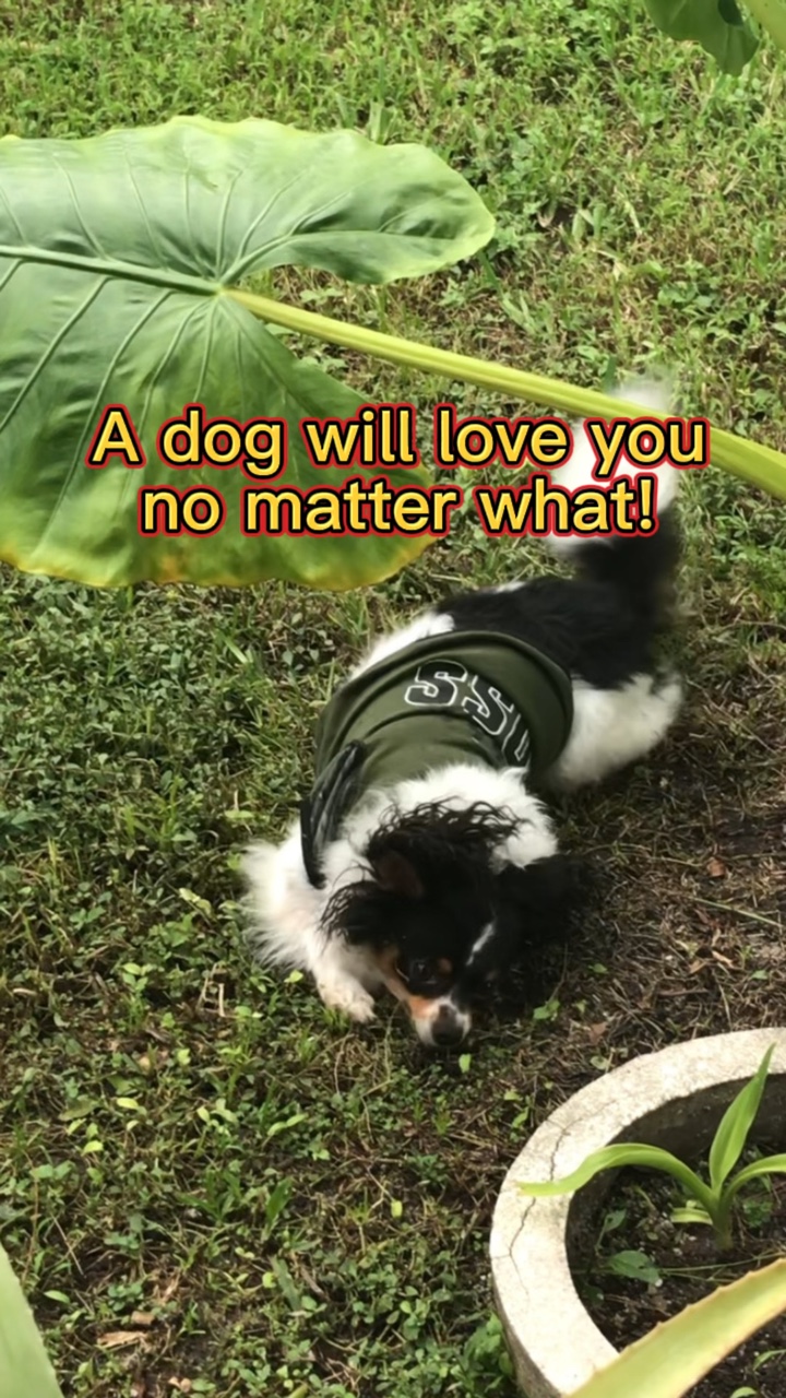 Bir köpek seni her zaman sever