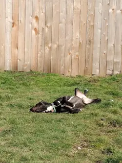 A Pets Life