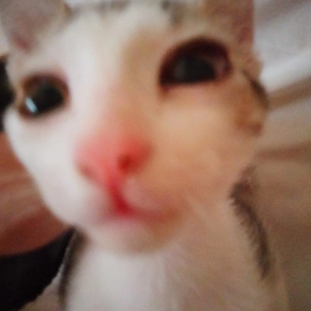 고양이