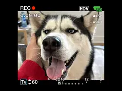 Photos of your pet❤️