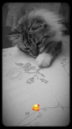 Gatinho 