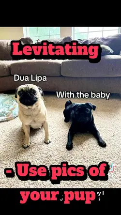 Levitating- pet