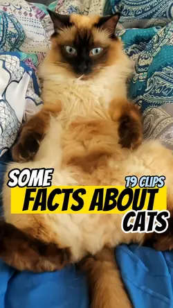 Facts about cats
