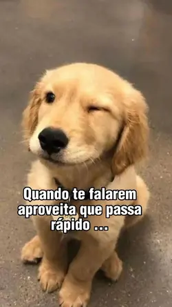 Amor por pets