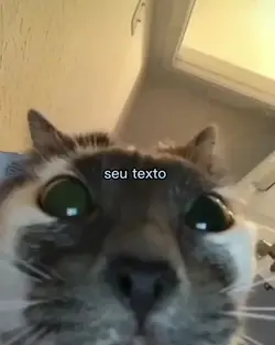 gato 