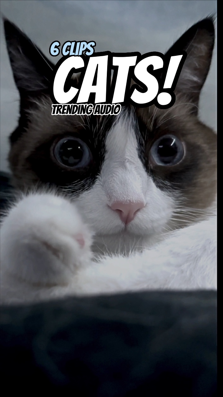Cats! 