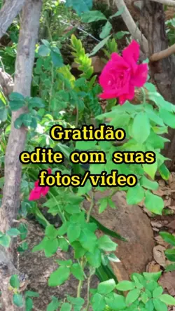 Gratidão