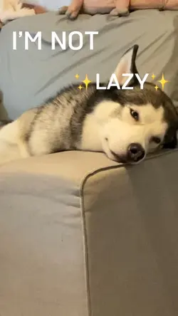 Lazy Lazy Lazy NO!