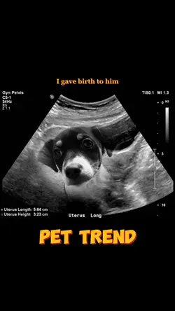 🐶