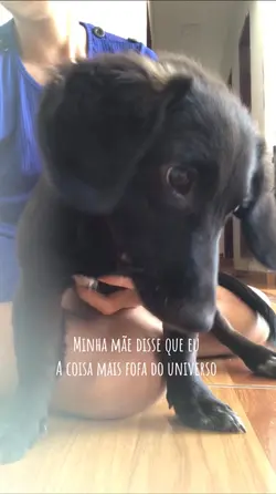 Dor, para cachorros