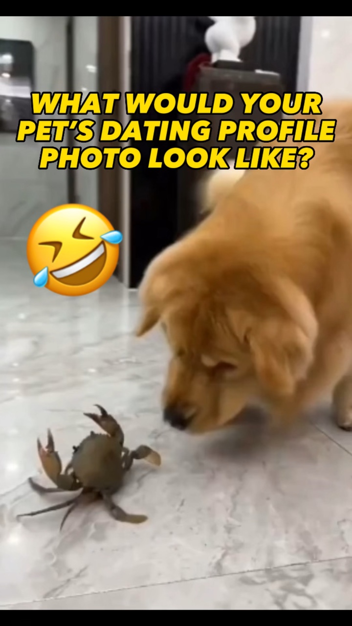 Foto De Perfil De Mascota