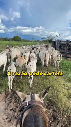 Boiadeiro 