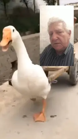 você na carroça