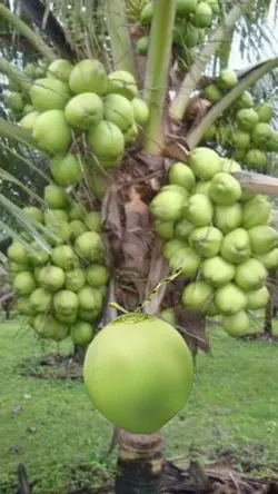 MEME DO COCO 🥥