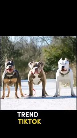 trio Pitbull 