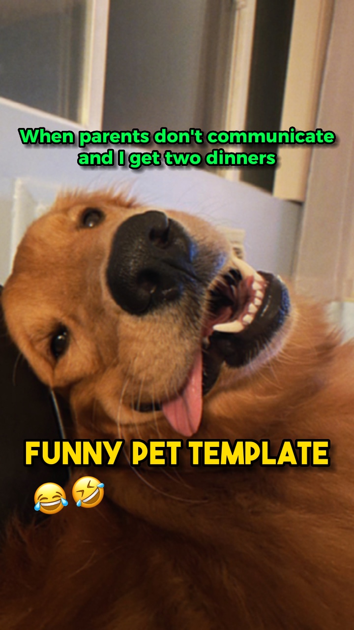 Funny pet template🐶
