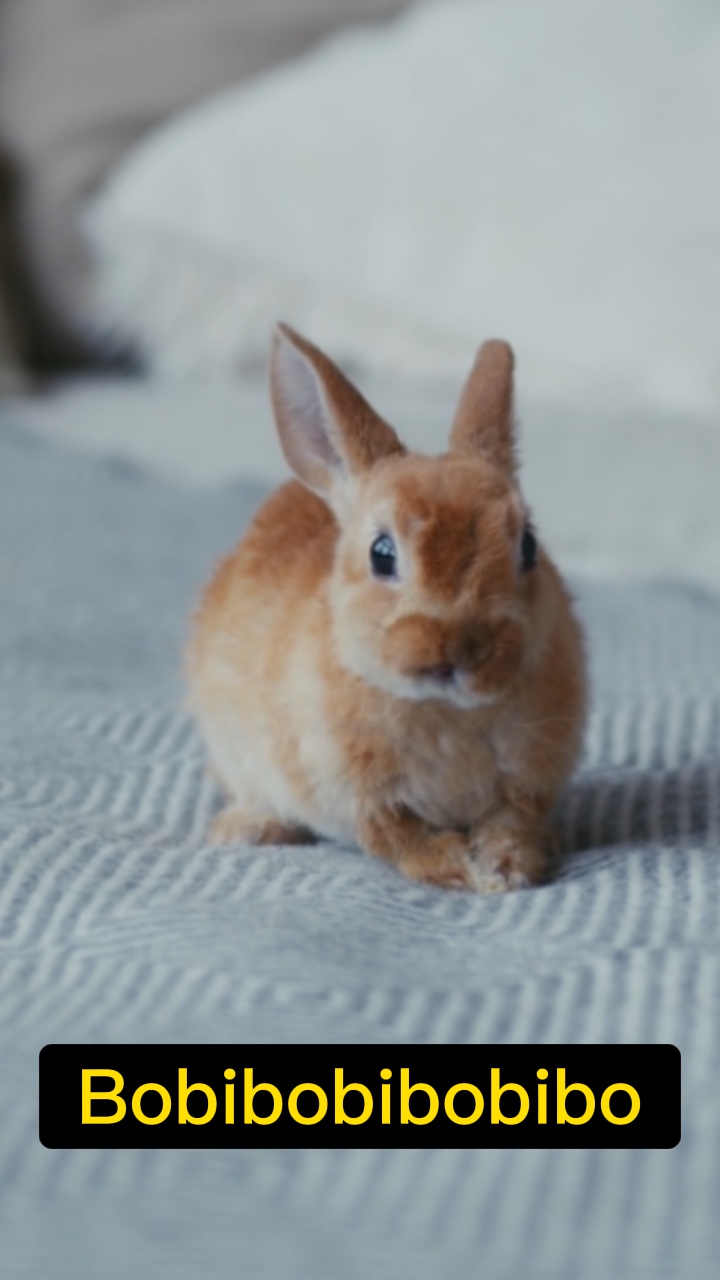 Bobibobibobibo