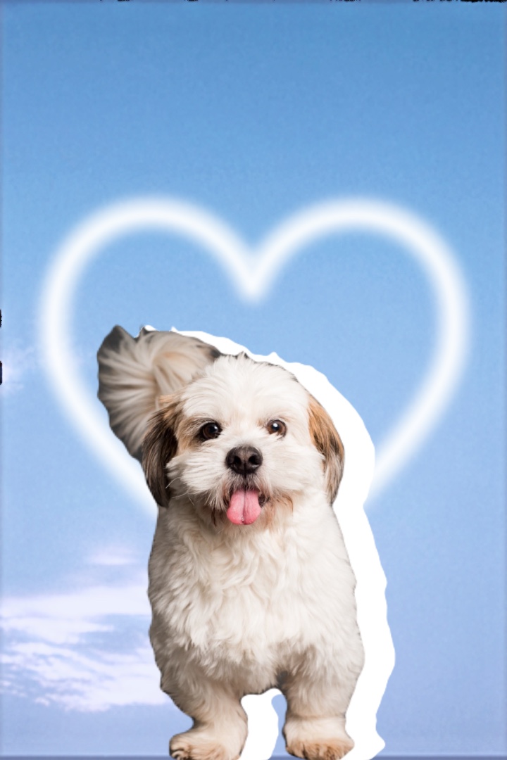 Köpeğini göster 🐶 