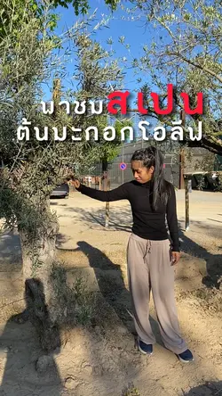 มะกอกโอลีฟ