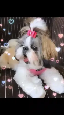 meu Pet