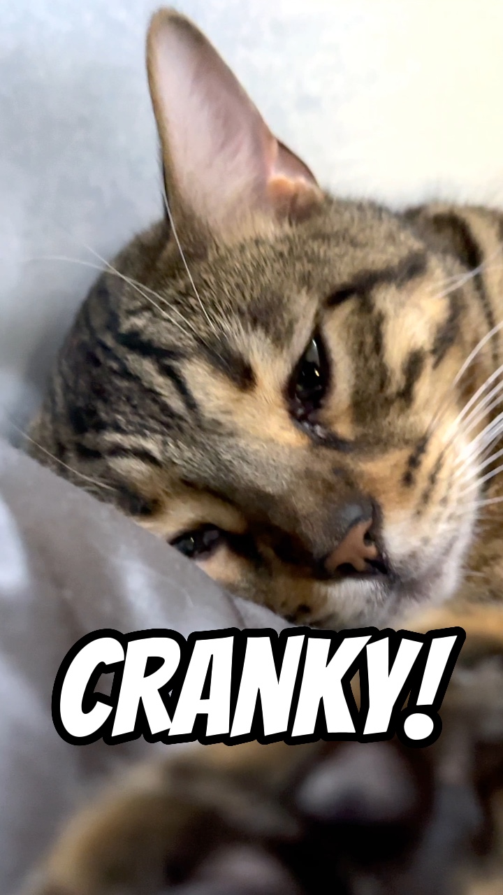 Grincheux!