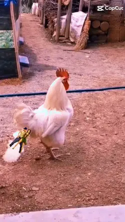 galinha peidona kkk