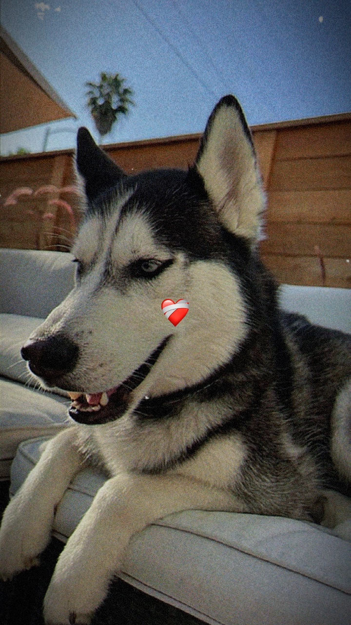 I love my pet 😭