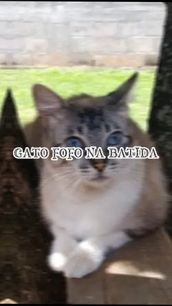 gato fofo 