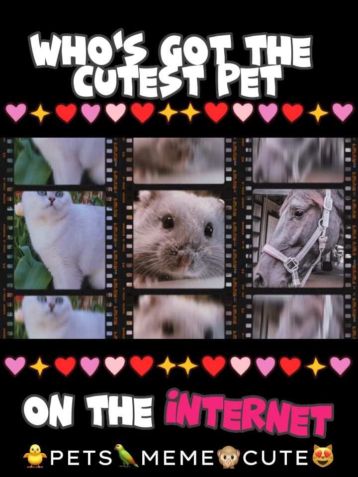 CUTEST PET