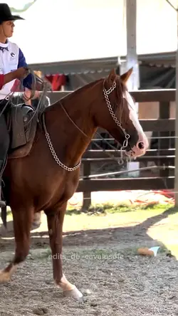 Cavalo crioulo 