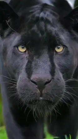 Pantera Negra