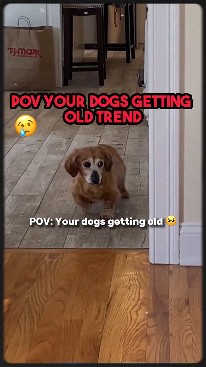 Hunde werden älter😢
