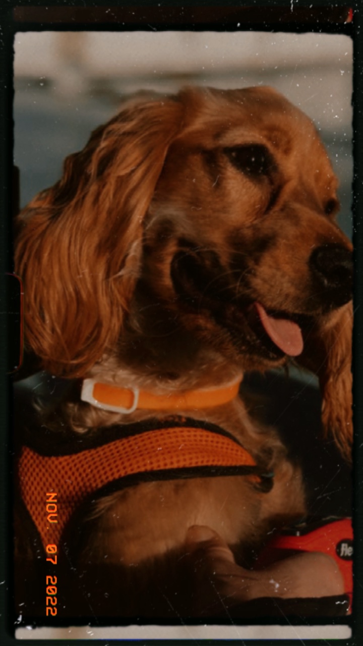 Foto de historia de mascotas