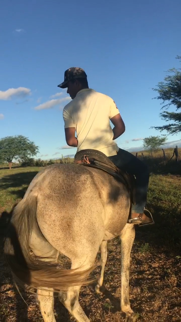 E o 🐂 o 🐎o vaqueiro