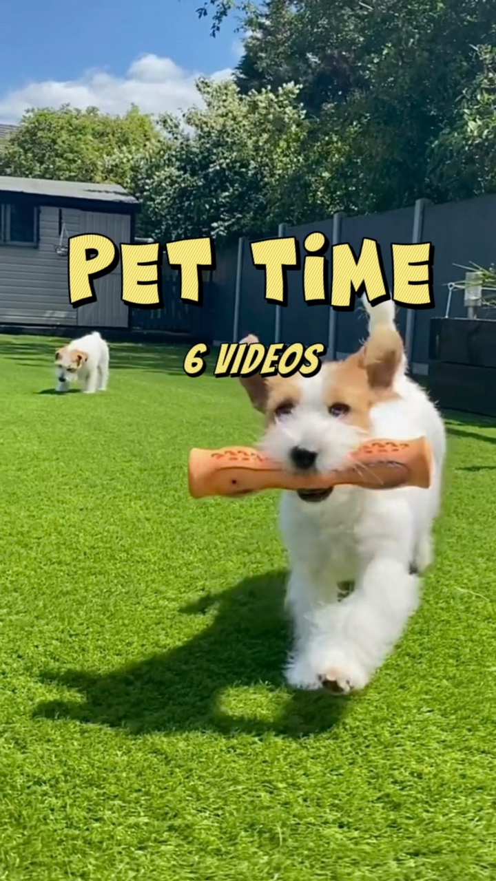 Tiempo de mascotas
