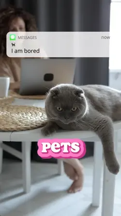 Pets 🐈⬛