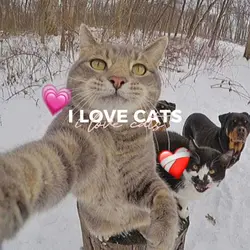 cats, i love cats...